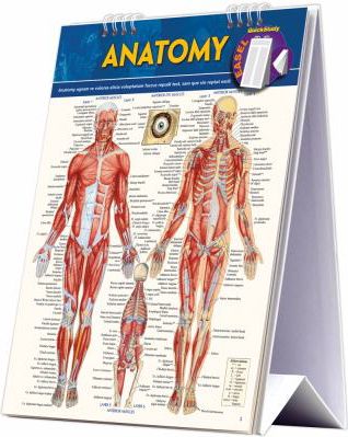 ANATOMY EASEL