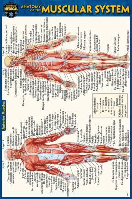 ANATOMY OF THE MUSCULAR SYSTEM