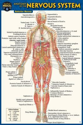 ANATOMY OF THE NERVOUS SYSTEM